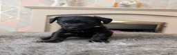 Mixed Breed dogs for sale: 6week old Jorkie Poos - Advert 2