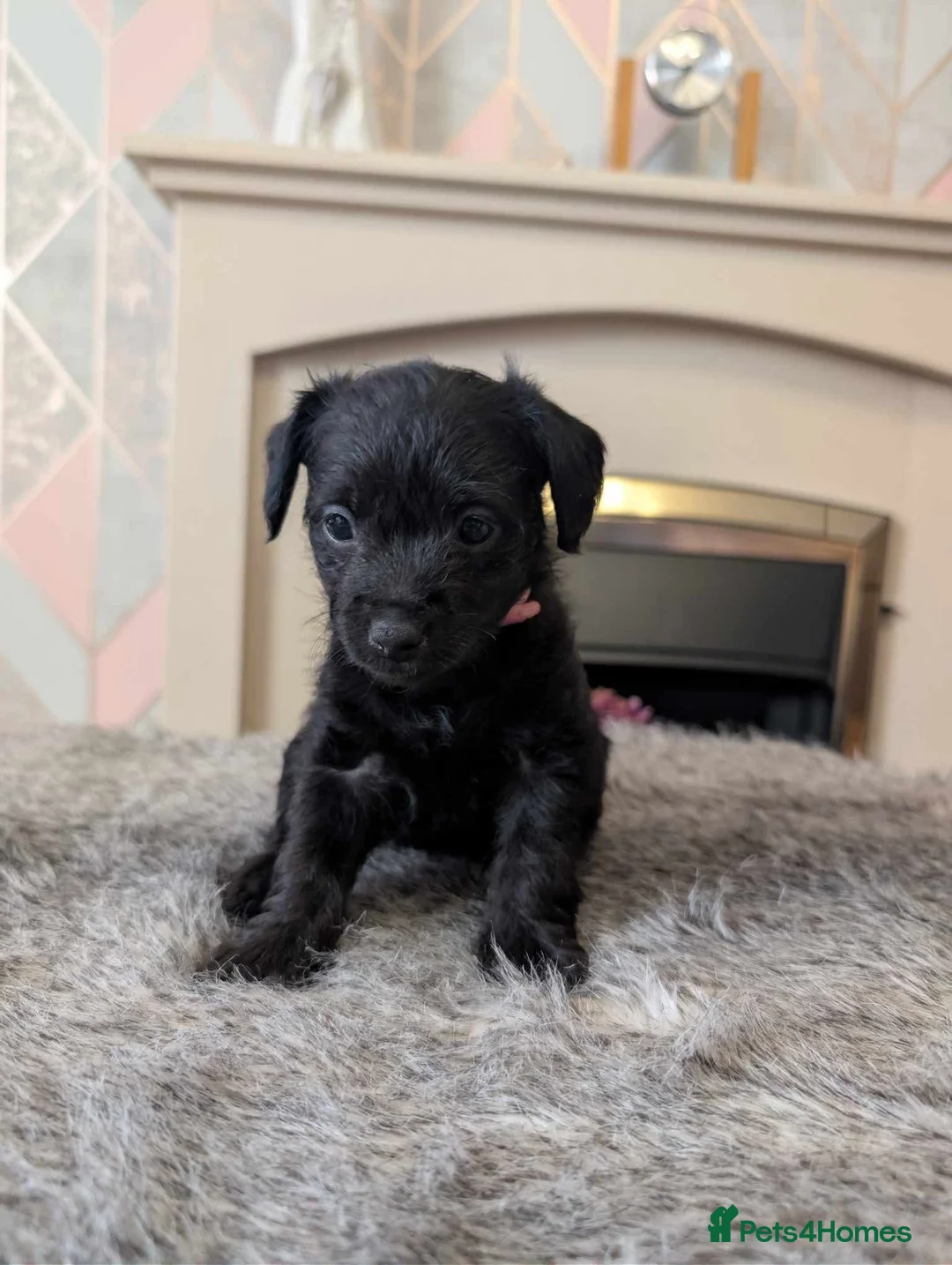 Mixed Breed dogs for sale: 6week old Jorkie Poos - Advert 2