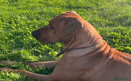 Rhodesian Ridgeback dogs for sale: Exquisite litter Rhodesian Ridgebacks - Image 15