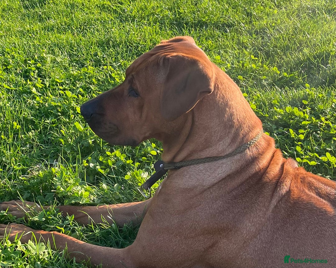 Rhodesian Ridgeback dogs for sale: Exquisite litter Rhodesian Ridgebacks - Image 15