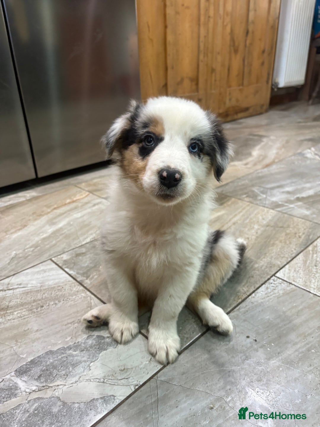 Border Collie dogs for sale: Border collie puppies  - Advert 4
