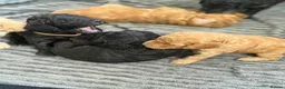 Cavapoochon dogs for sale: Cavapoochon puppies - Advert 10