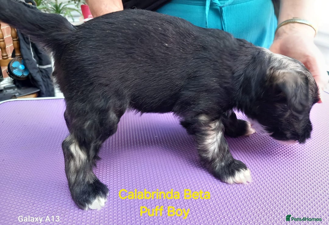 Chinese Crested dogs for sale: 3 Chinese Crested Powder Puff boys - Image 6