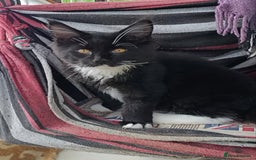 Maine Coon cats for sale: Maine-Coon kittens  - Image 13