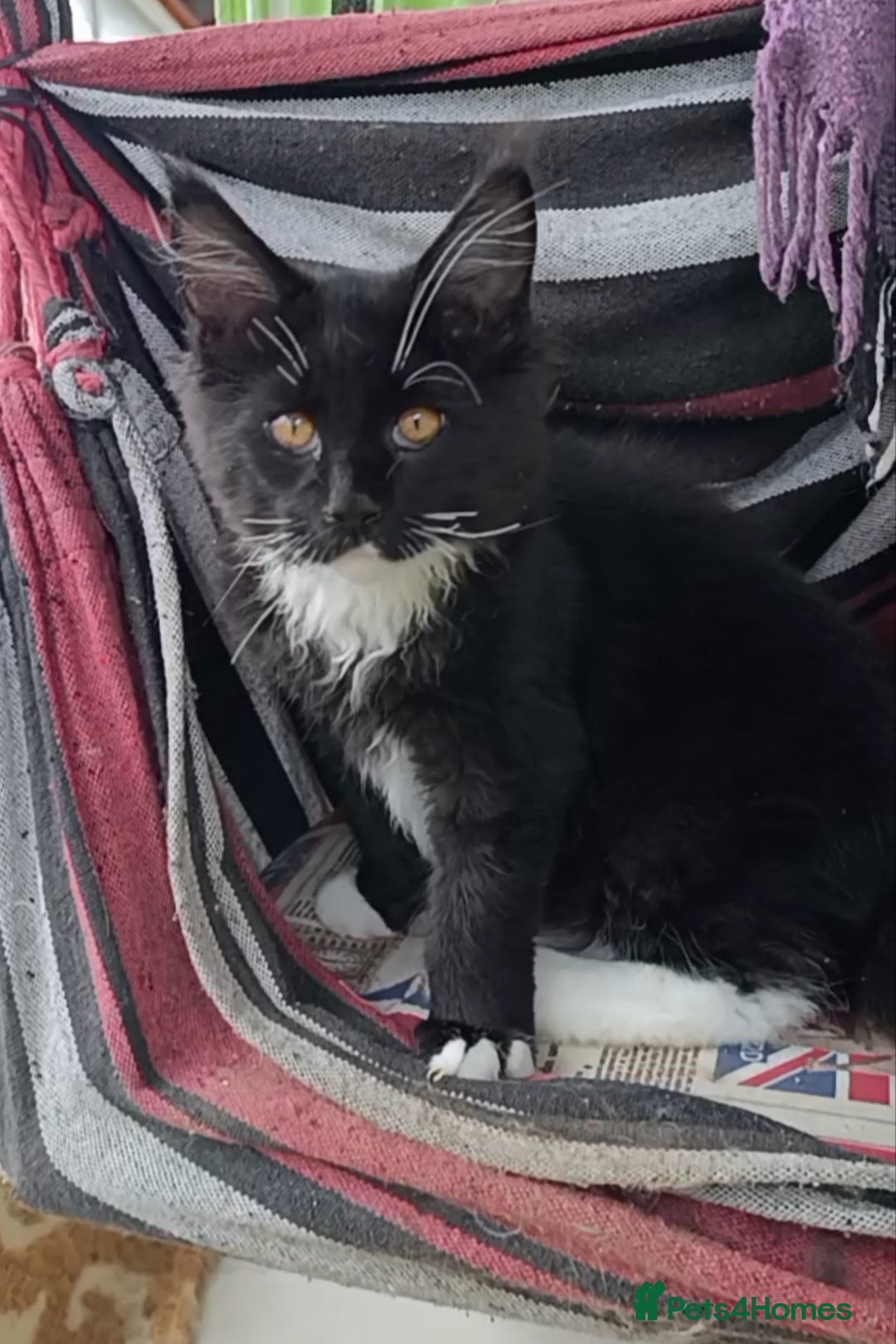 Maine Coon cats for sale: Maine-Coon kittens  - Image 13