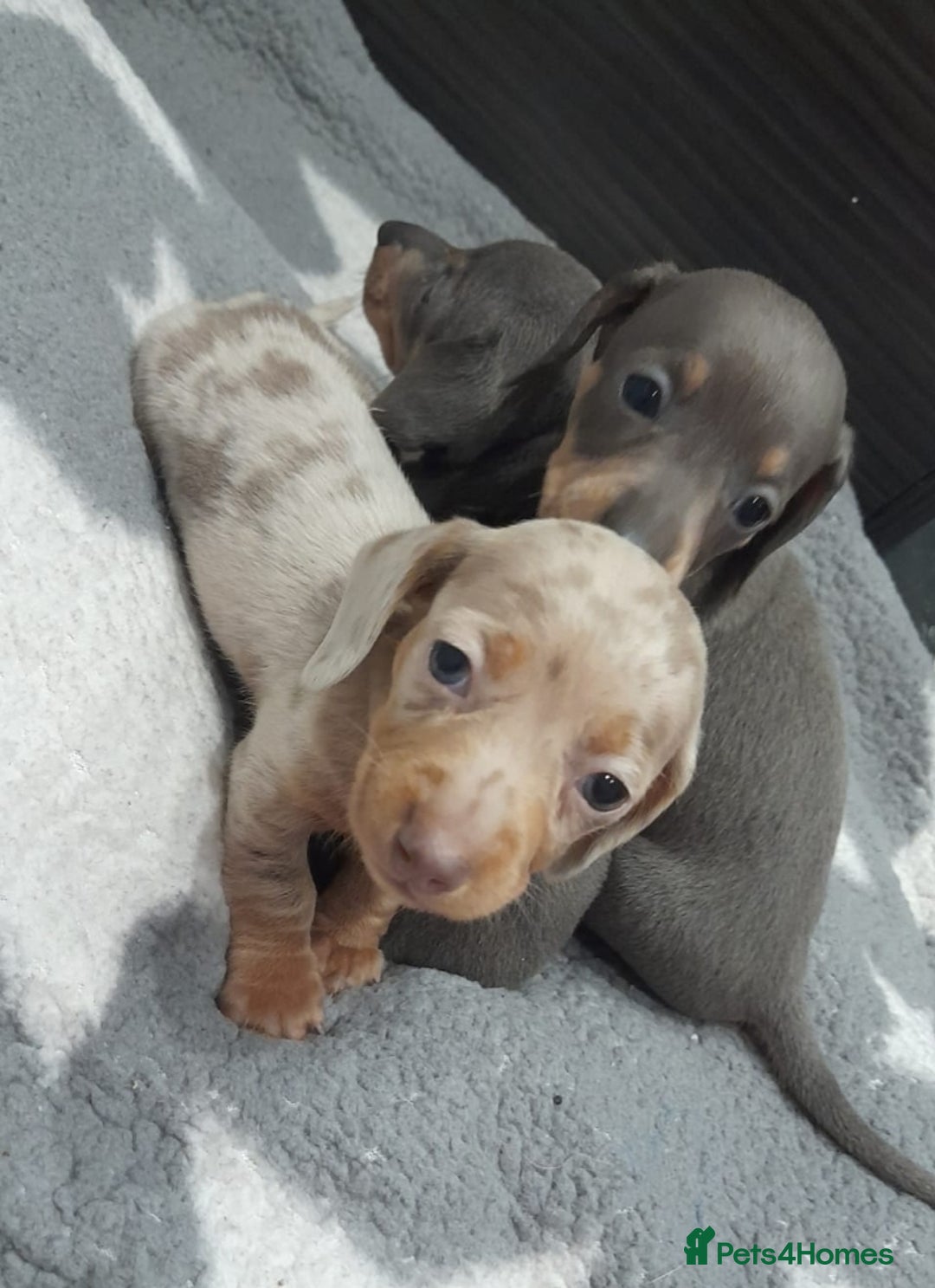 Miniature Dachshund dogs for sale: Miniature dachshund puppies  - Advert 9