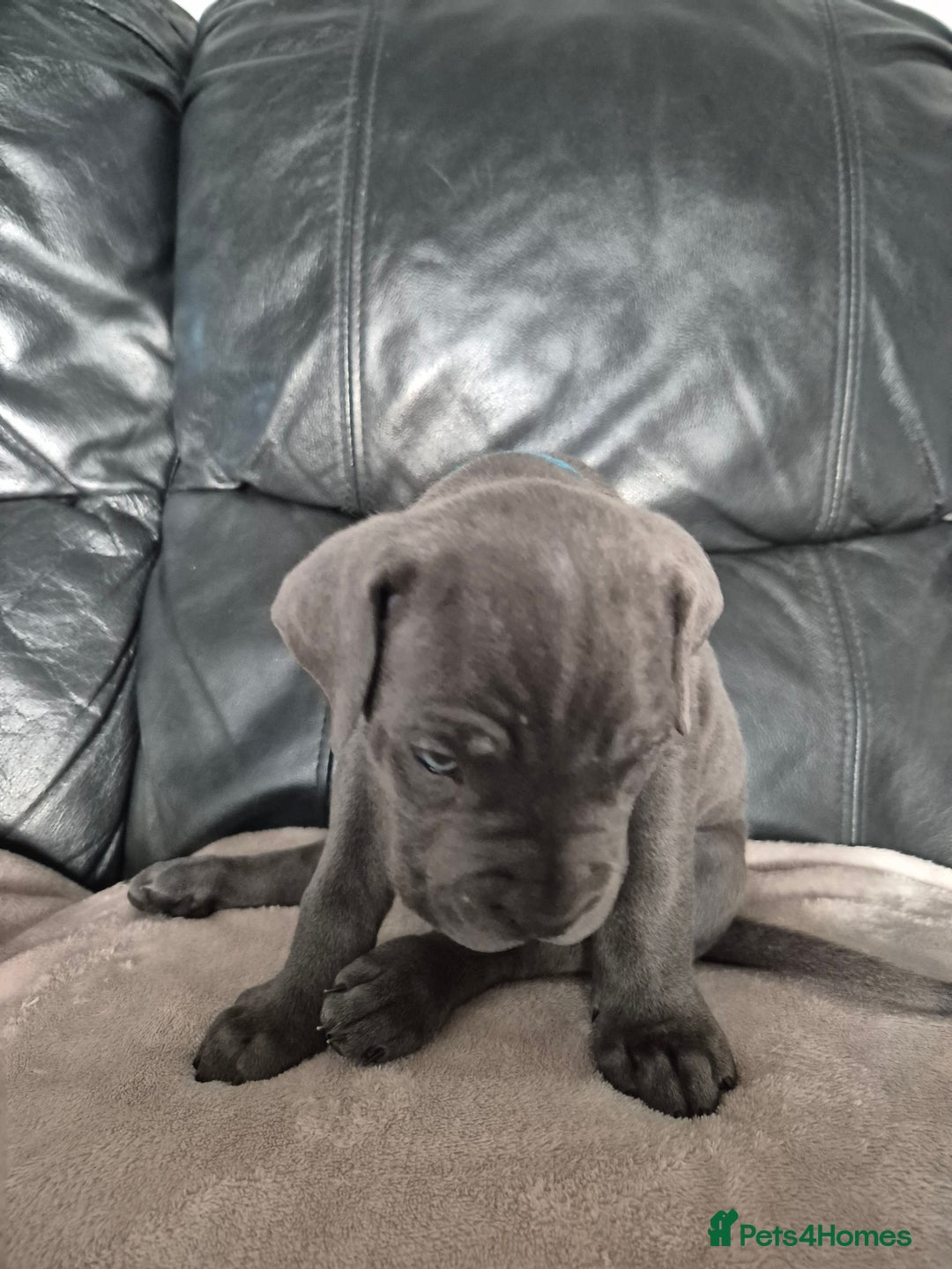 Cane Corso dogs for sale: Beautiful Blue Cane Corso Puppies - Image 25