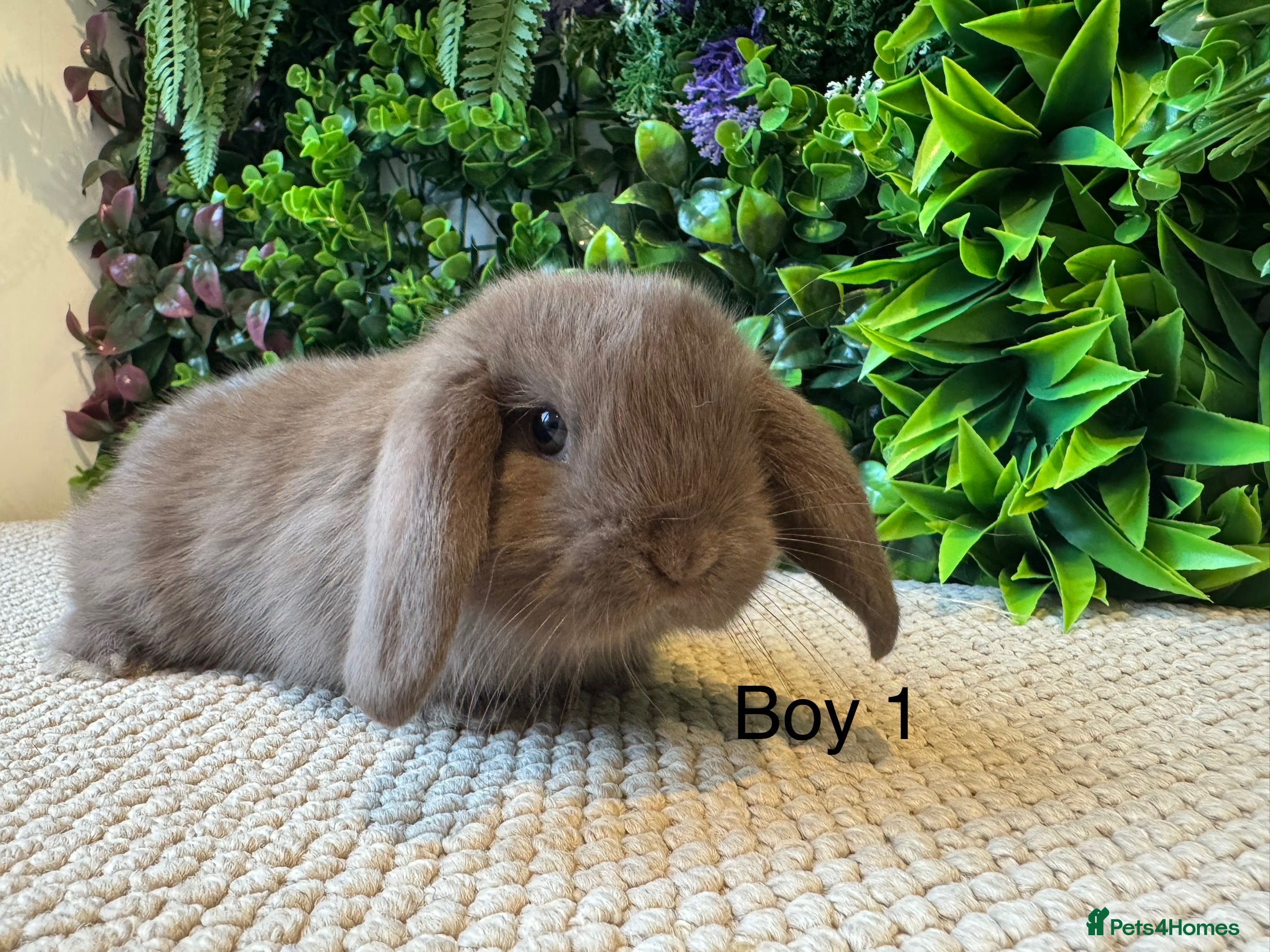 Mini Lop rabbits ⭐️ MINI LOPS ⭐️ ready to go  - Advert 1