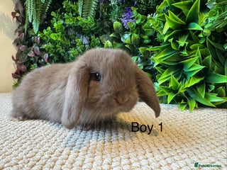 Mini Lop rabbits ⭐️ MINI LOPS ⭐️ ready to reserve - Advert 3