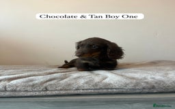 Miniature Dachshund dogs for sale: Last Long Haired Miniature Dachshund puppy in Gravesend - Image 3