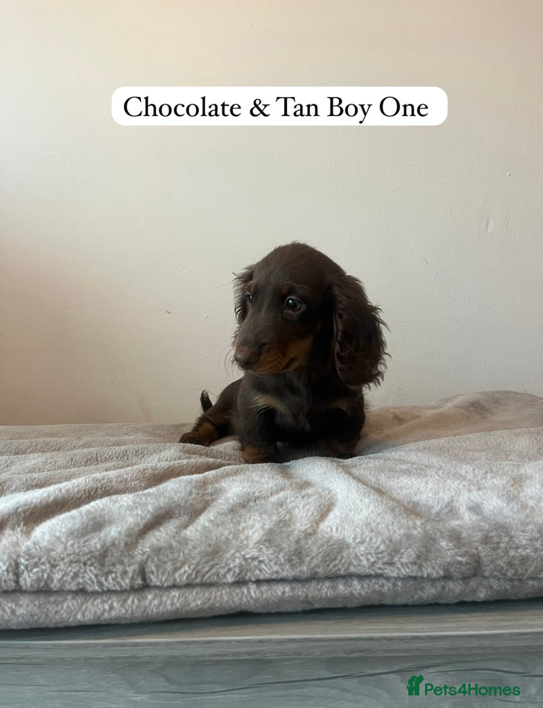 Miniature Dachshund dogs for sale: Last Long Haired Miniature Dachshund puppy in Gravesend - Image 3