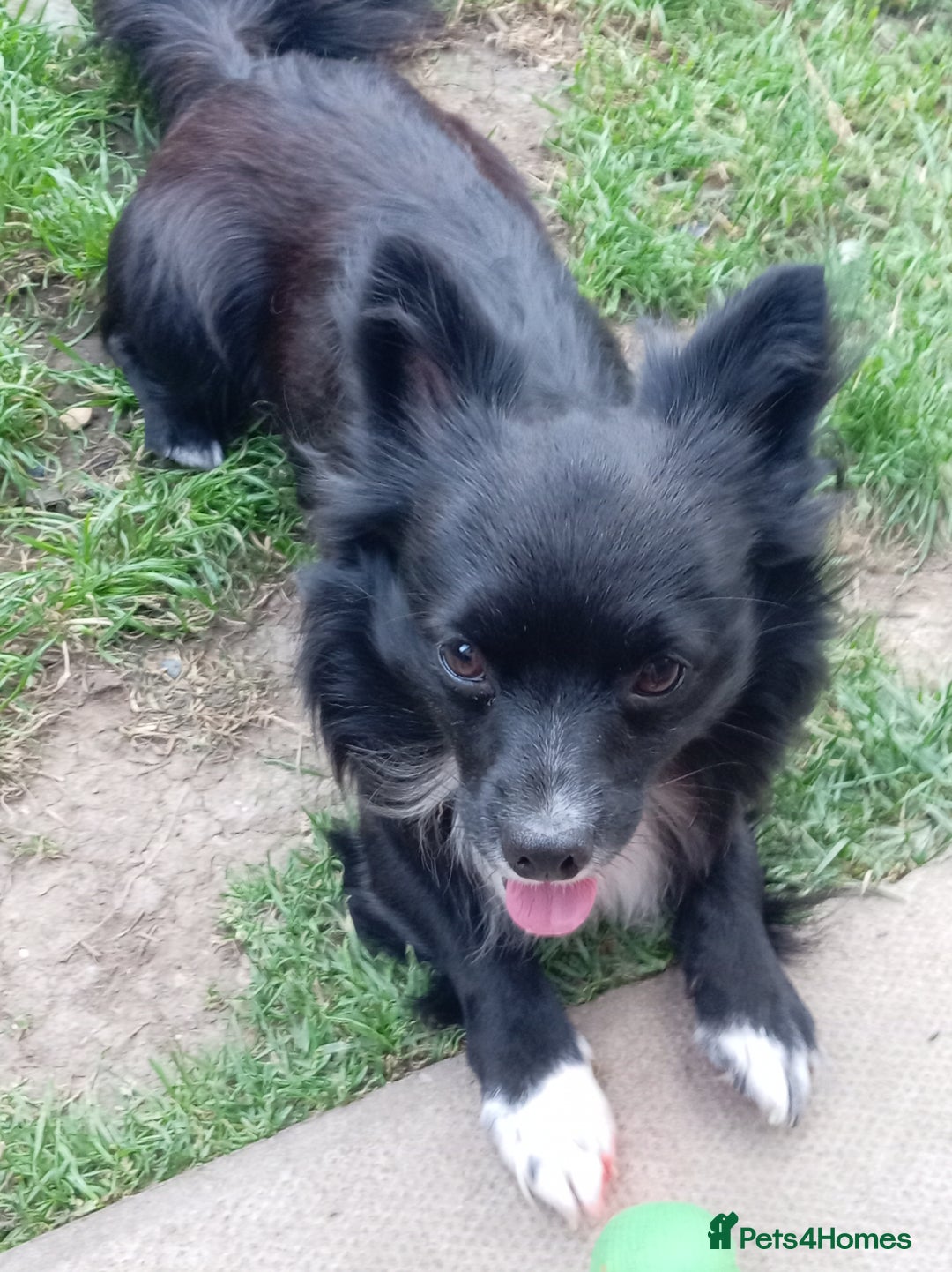 Chihuahua dogs for stud: Jasper - Advert 3