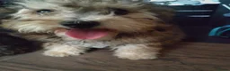 Poochon dogs for sale: Poochon puppies beautiful girls fully vaccinated  - Advert 21