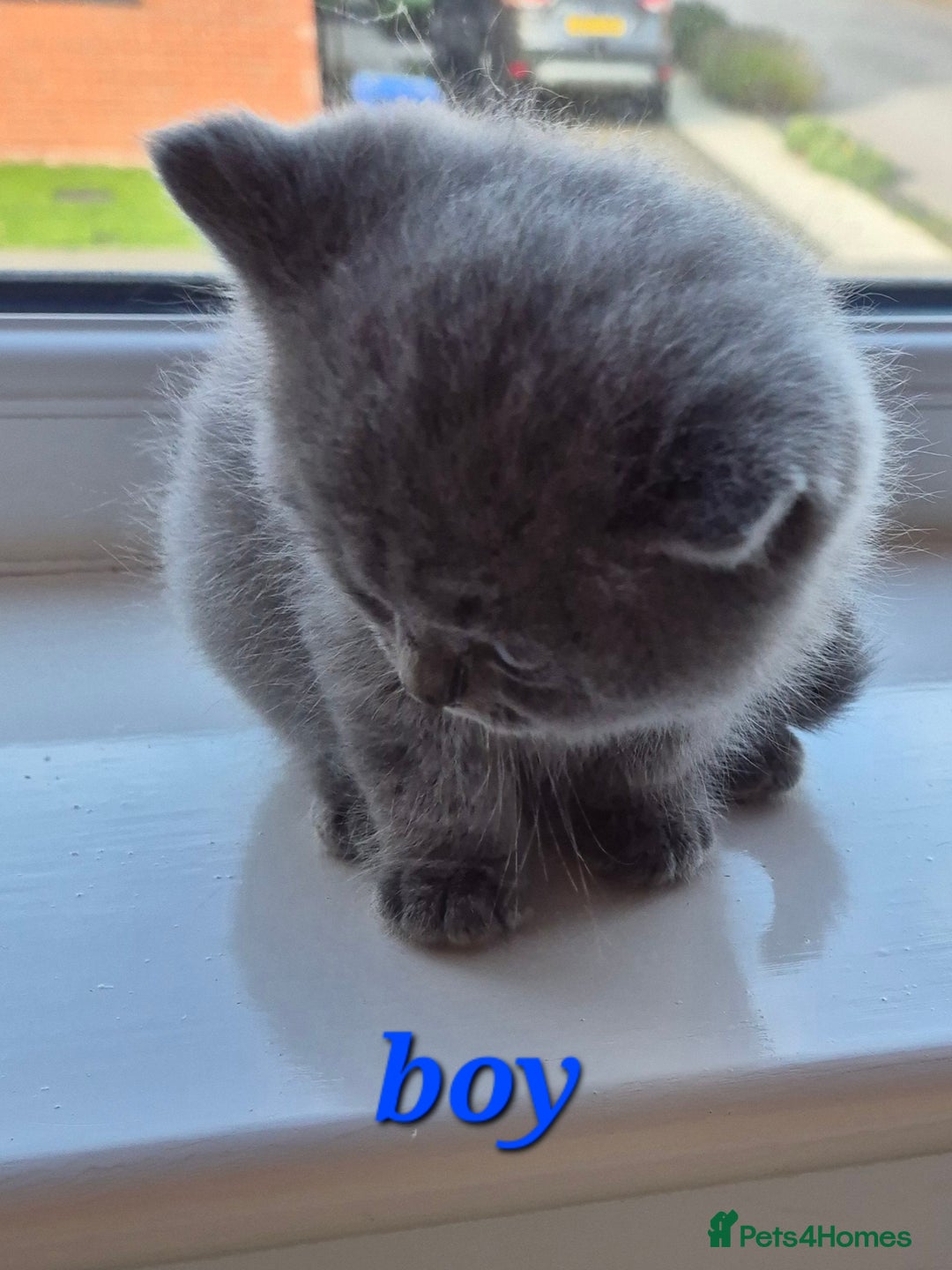 British Shorthair cats for sale: BSH kittens for new home  - Image 8