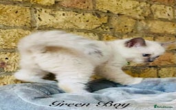 Ragdoll cats for sale: Outstanding TICA reg Kittens – Champion Bloodlines - Image 10
