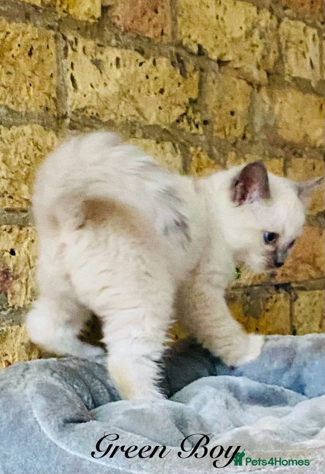 Ragdoll cats for sale: Outstanding TICA reg Kittens – Champion Bloodlines - Image 10