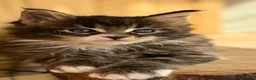 Maine Coon cats for sale: Beautiful Maine Coon kittens - Advert 10