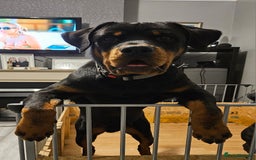 Rottweiler dogs for sale: Old fashioned big rottweiler pups  - Image 12