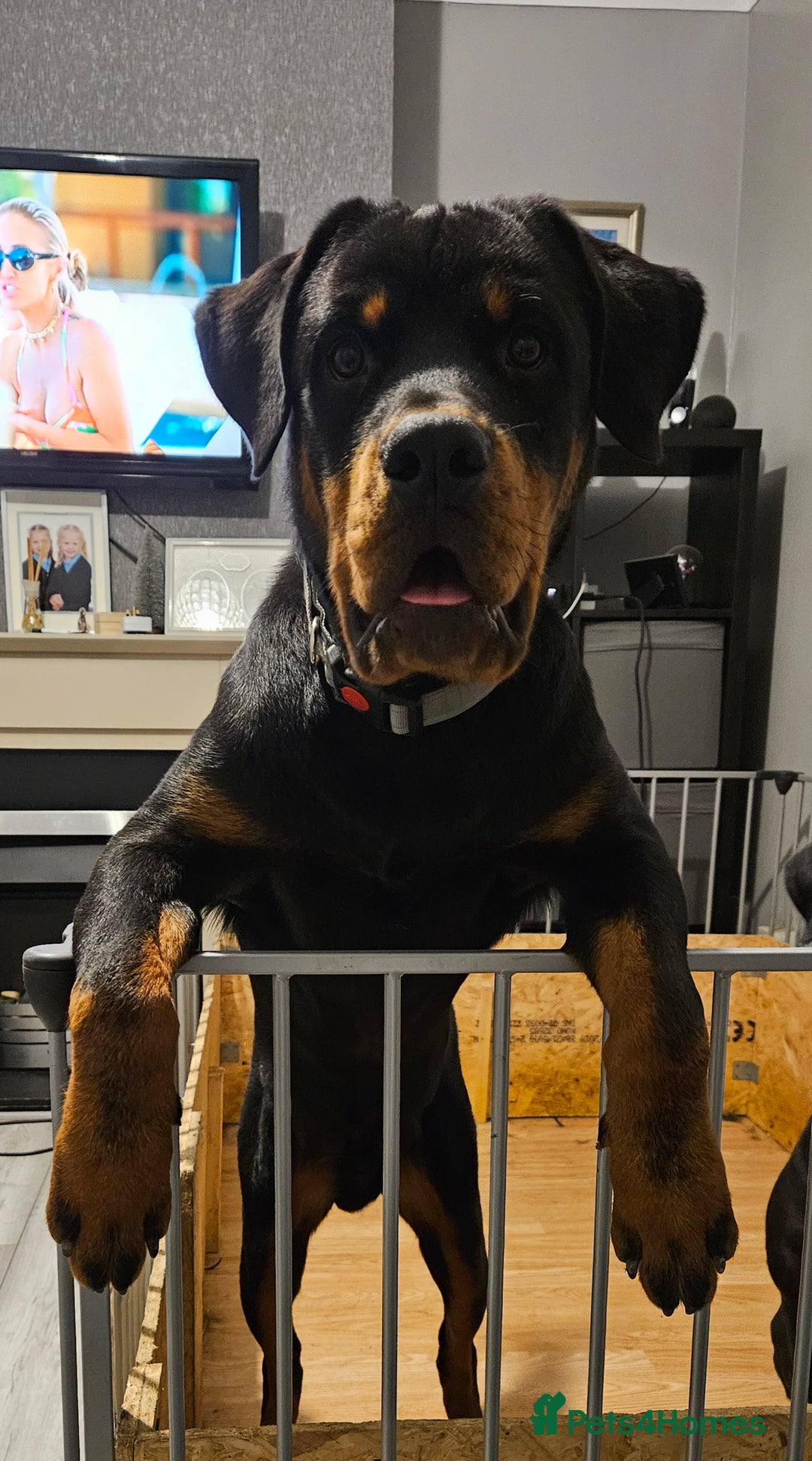 Rottweiler dogs for sale: Old fashioned big rottweiler pups  - Image 12