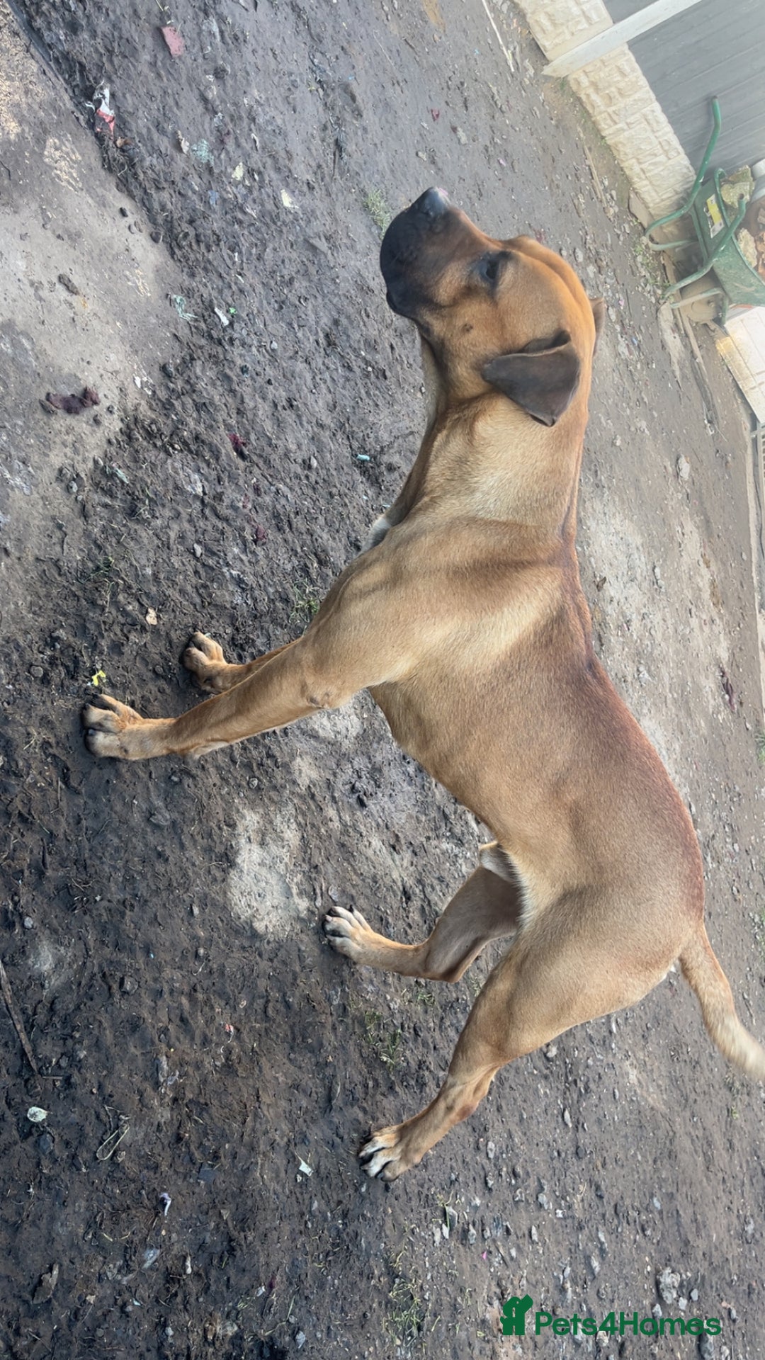 Presa Canario dogs for sale: Beautiful pedigree Presa Canario puppies  - Advert 15