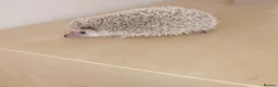 Pygmy Hedgehog rodents for sale: Baby African pygmy hedgehogs available  - Advert 1