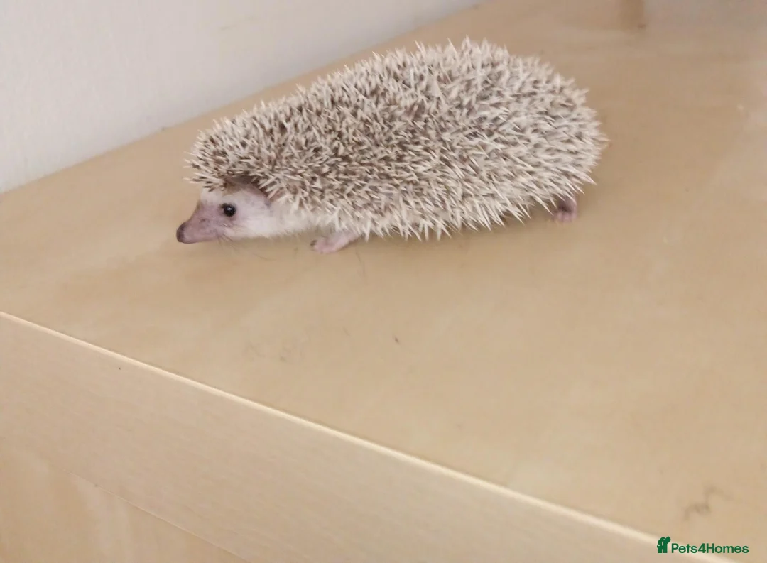 Pygmy Hedgehog rodents for sale: Baby African pygmy hedgehogs available  - Advert 1