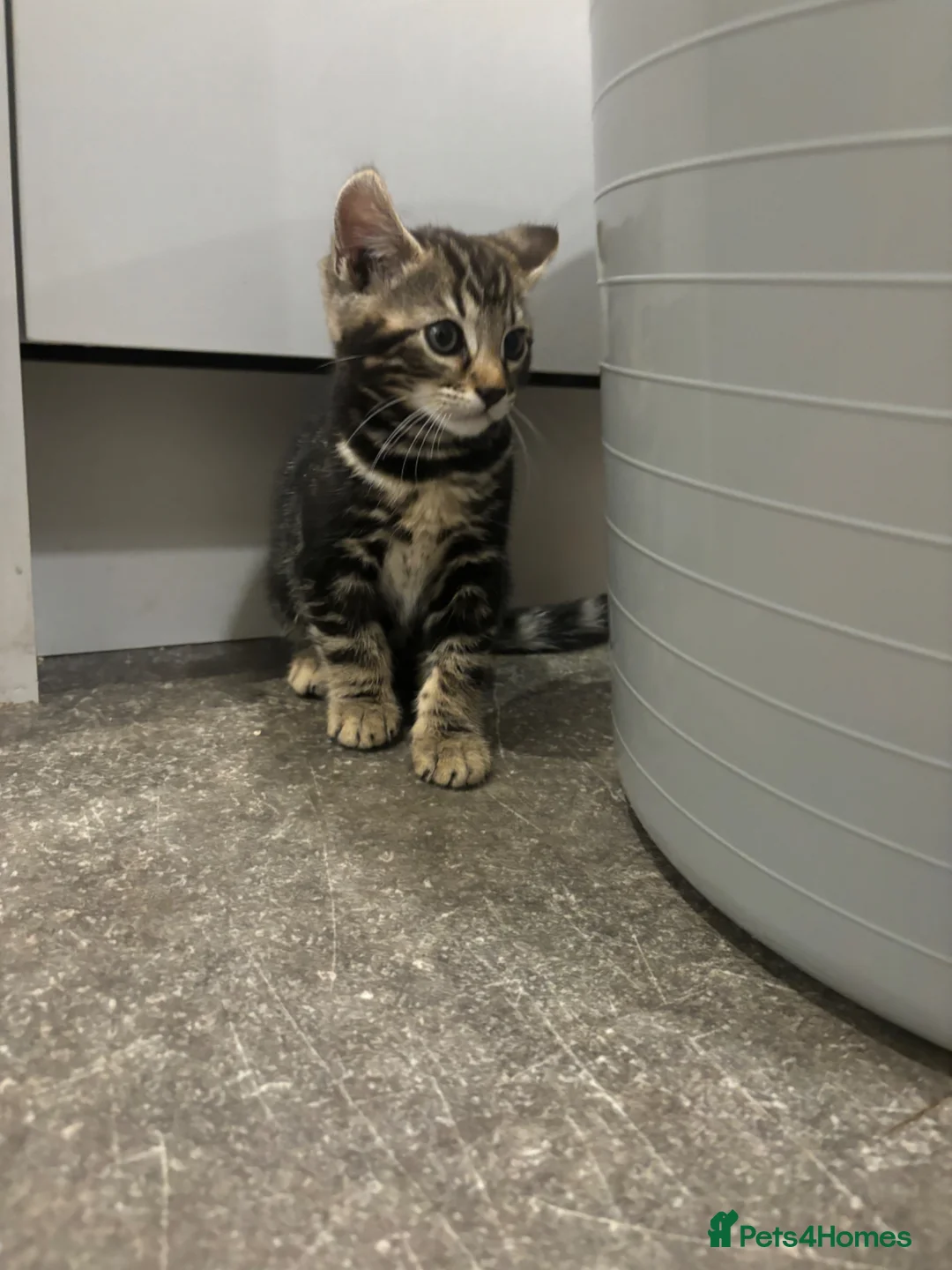 Bengal cats for sale: Bengal kitten  - Advert 2