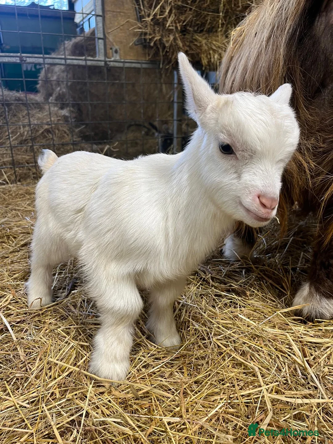 Goats livestock for sale: Gorgeous Pygmy Goats - Ready from mid /end April  - Advert 10