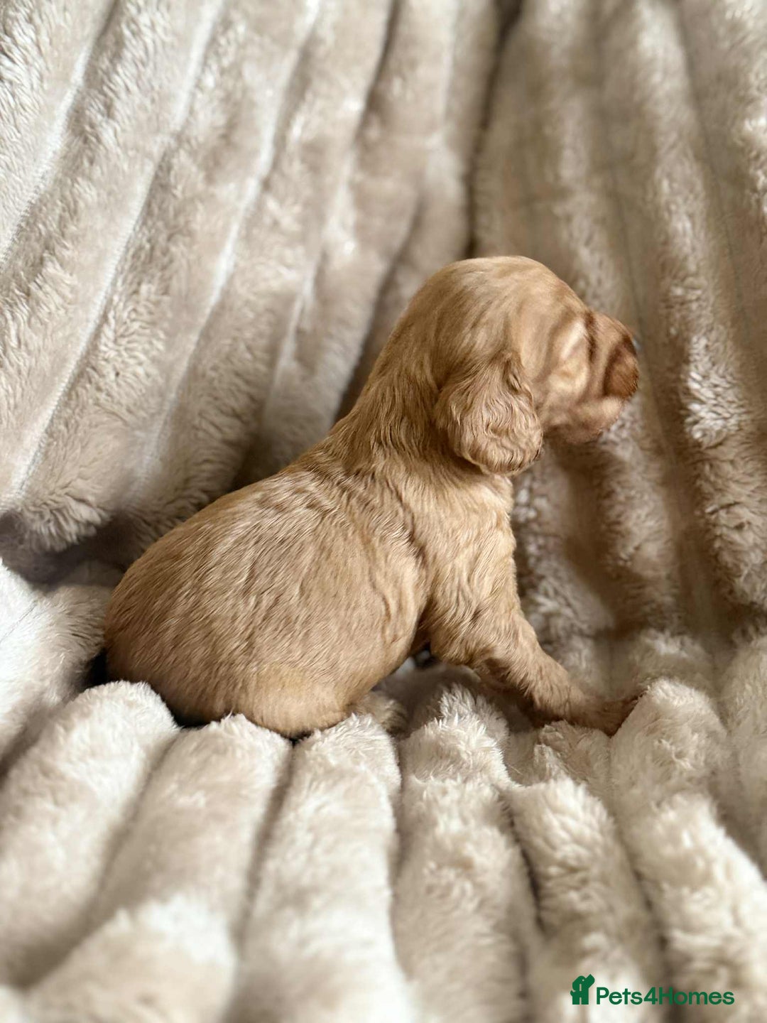 Cockapoo dogs for sale: Cockapoo F1B STUNNING COLOURS 4 available - Advert 39