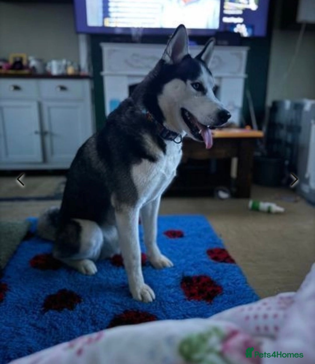 Siberian Husky dogs for sale: Siberian husky male  - Image 4