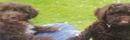 Cockapoo dogs for sale: READY for new homes F1b cockapoo puppies  - Advert 13