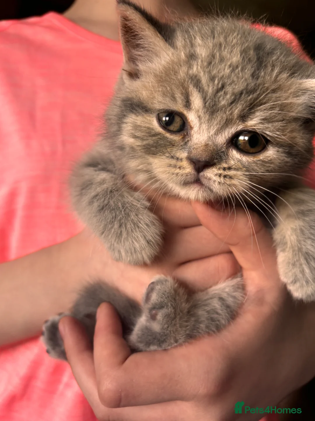 British Shorthair cats for sale: Last boy left Blue tabby’s British shorthair  - Advert 1