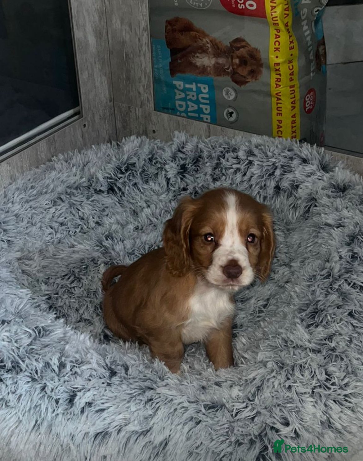 Cocker Spaniel dogs 💥READY TO LEAVE TODAY💥 Cocker Spaniel puppies - Advert 1
