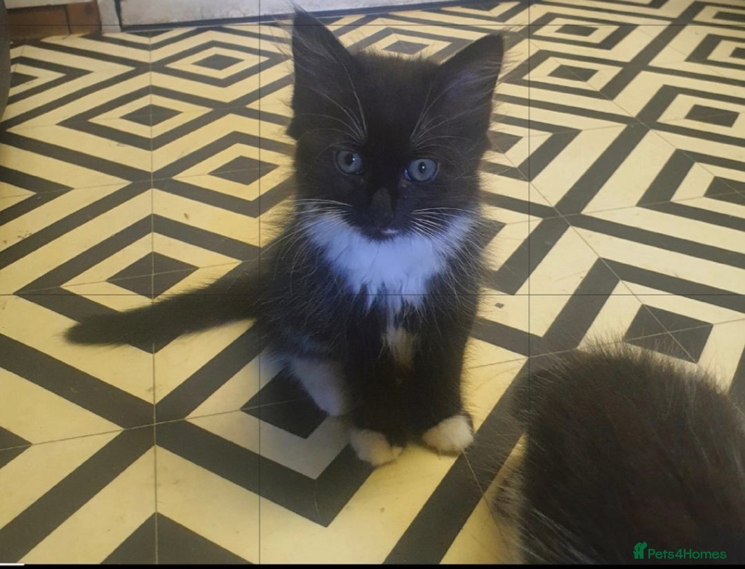 Mixed Breed cats for sale: Beautiful Black & White Tuxedo Kittens - Image 11