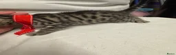 Bengal cats for sale: Rare Pedigree Zorro masked charcoal Bengal Kittens in Orpington - Advert 16