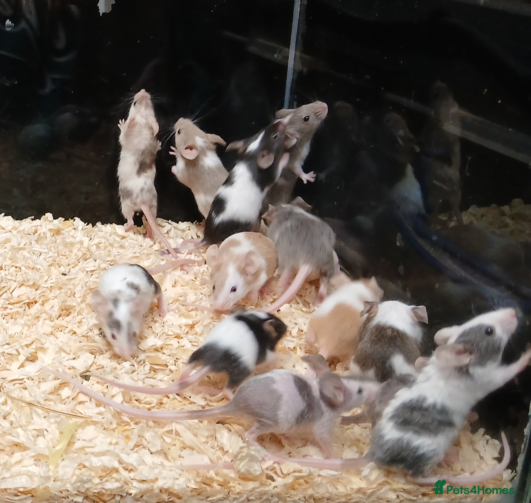 Mouse rodents Baby Fancy Pet Mice - Advert 3