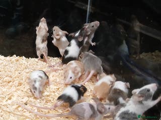 Mouse rodents Baby Fancy Pet Mice - Advert 11