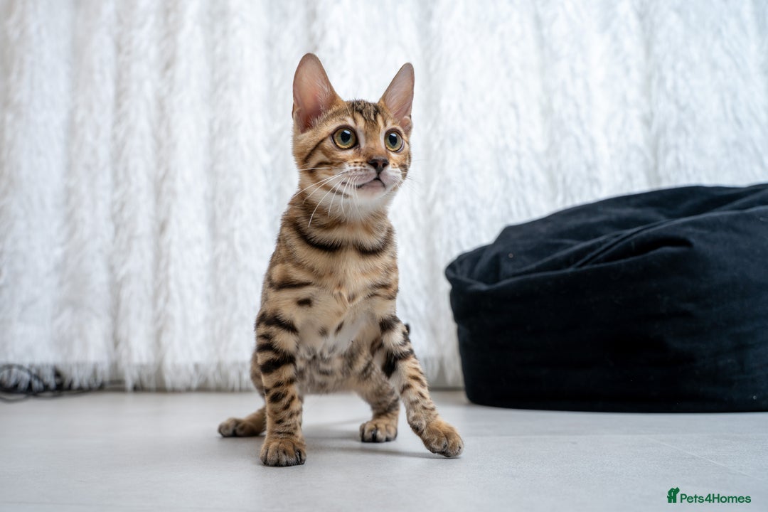 Bengal cats for sale: Stunning Bengal Girl- Top TICA pedigree- Ready NOW - Advert 30