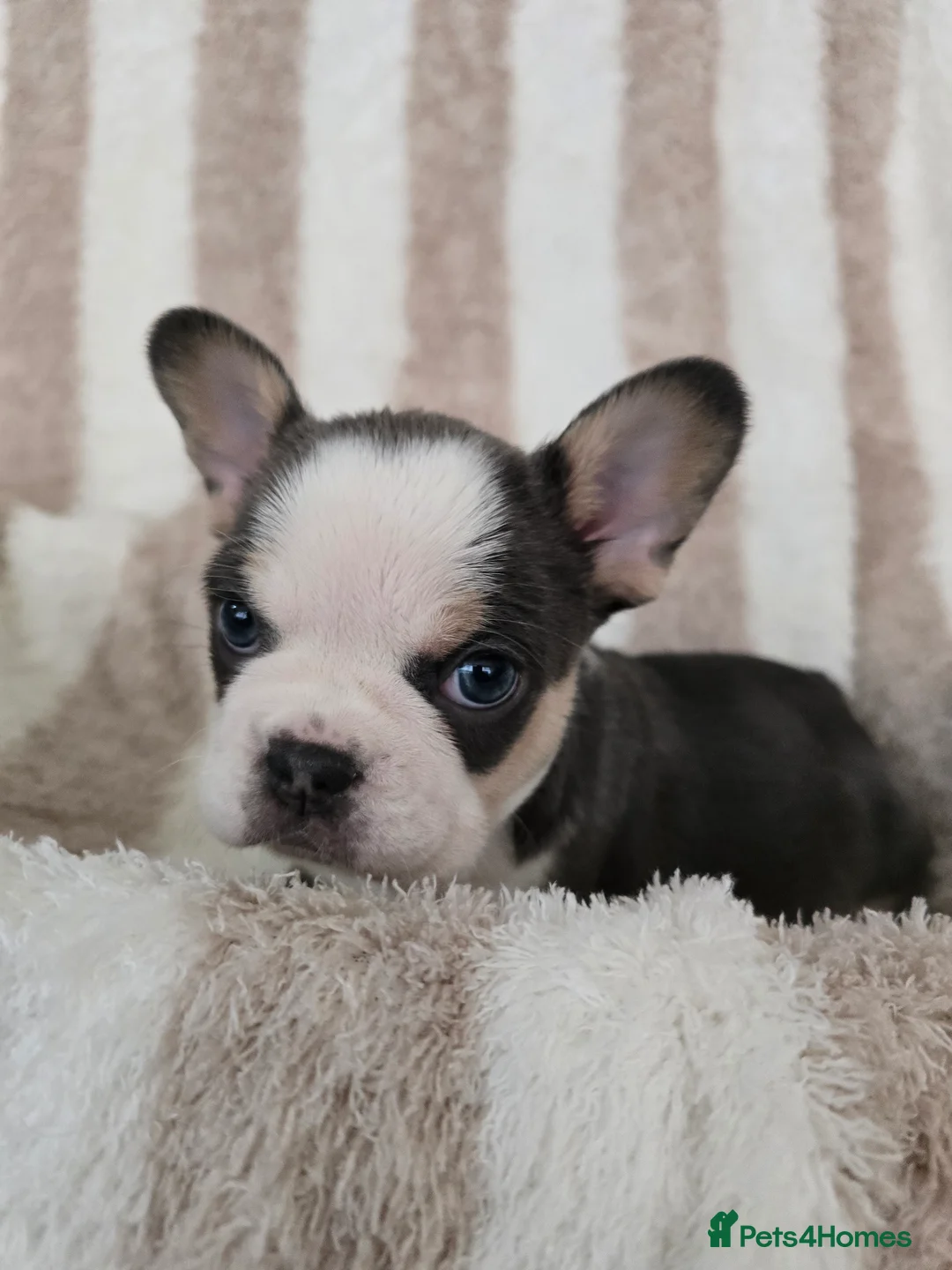 French Bulldog dogs for sale: Beautiful Frenchie Pups Available  - Advert 13
