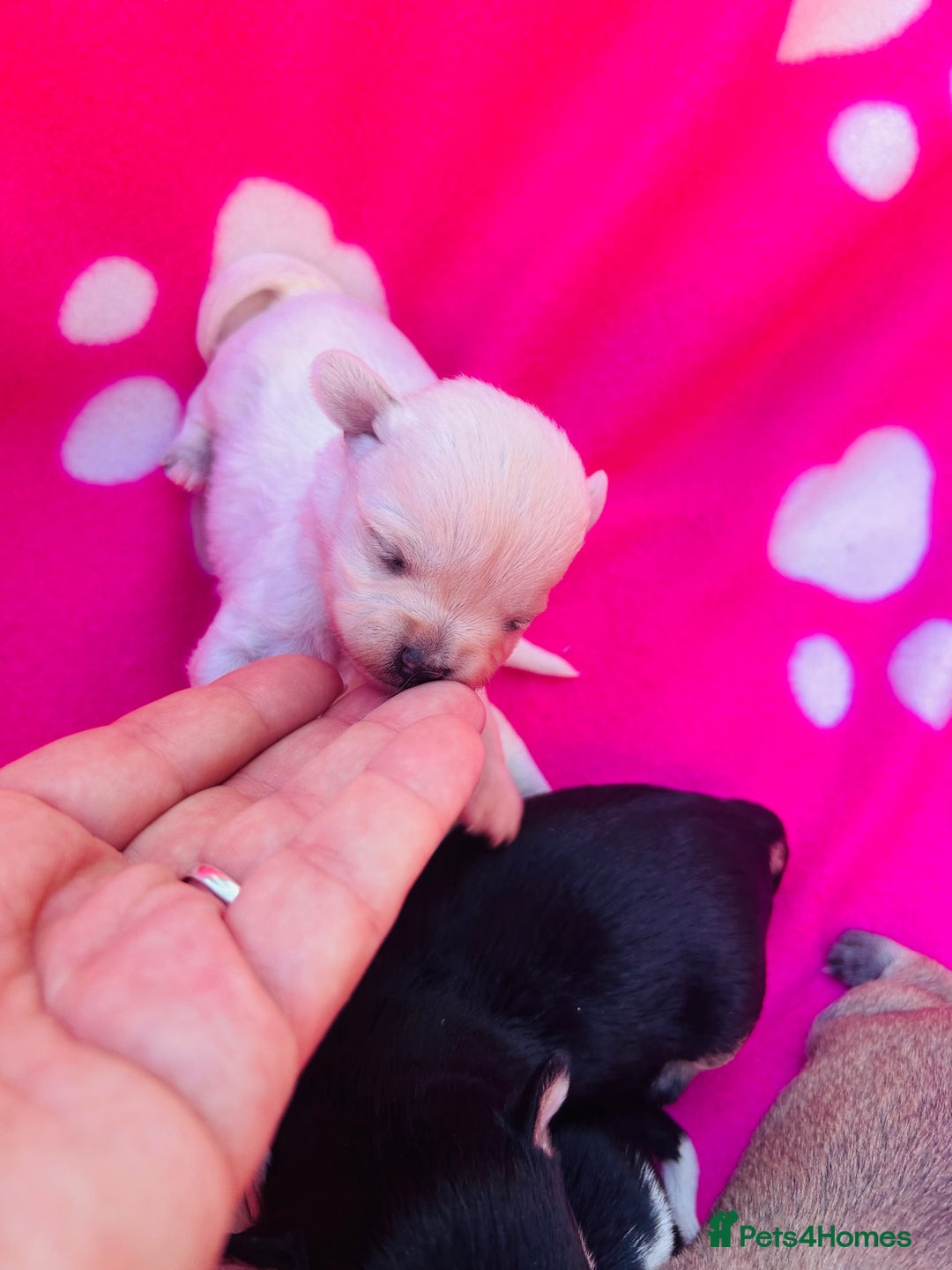 Chipoo dogs for sale: Tiny Chihuahua/ Asian Toy poodle puppies  - Image 5