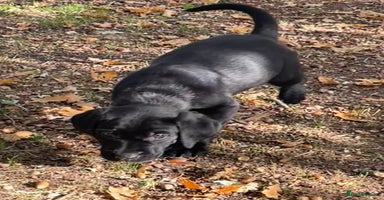 Labrador Retriever dogs - Advert 4