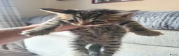 Bengal cats for sale: Kittens x bengal READY TO LEAVE  - Advert 15