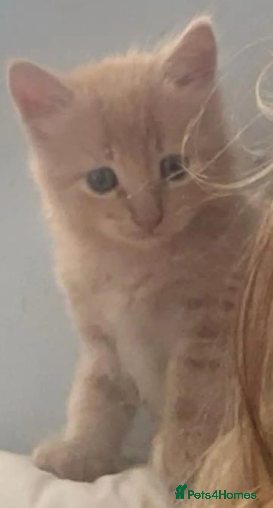 Turkish Angora cats for sale: 3 beautiful kittens angora mixed breed  - Advert 2