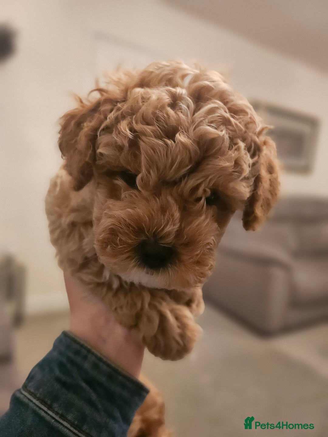 Mixed Breed dogs for sale: Gorgeous puppies for sale - Advert 28