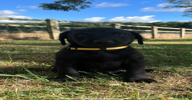 Labrador Retriever dogs - Advert 2