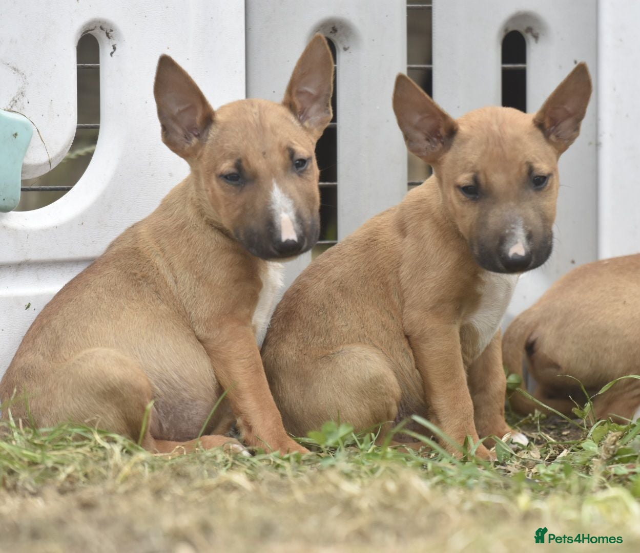 English Bull Terrier dogs Ready to leave! EBT x MBT - Advert 1