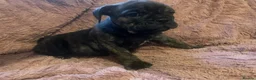 English Bulldog dogs for sale: Old English Bulldog Puppies  - Advert 11