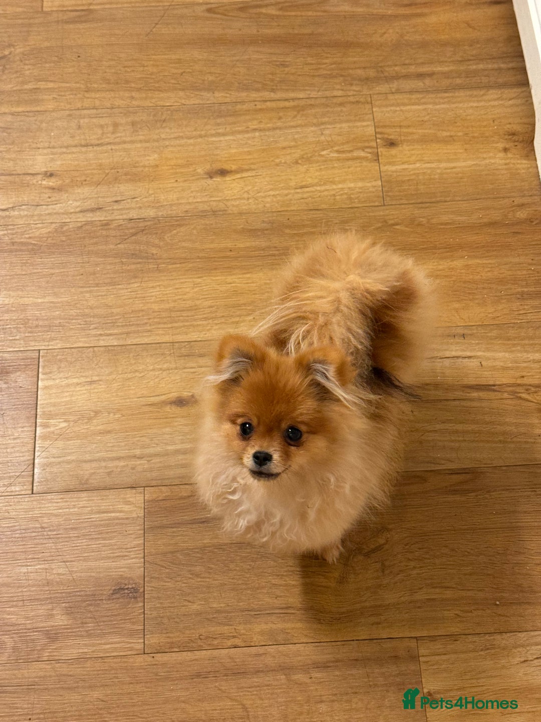 Pomeranian dogs for sale: Biscoff  - Advert 5