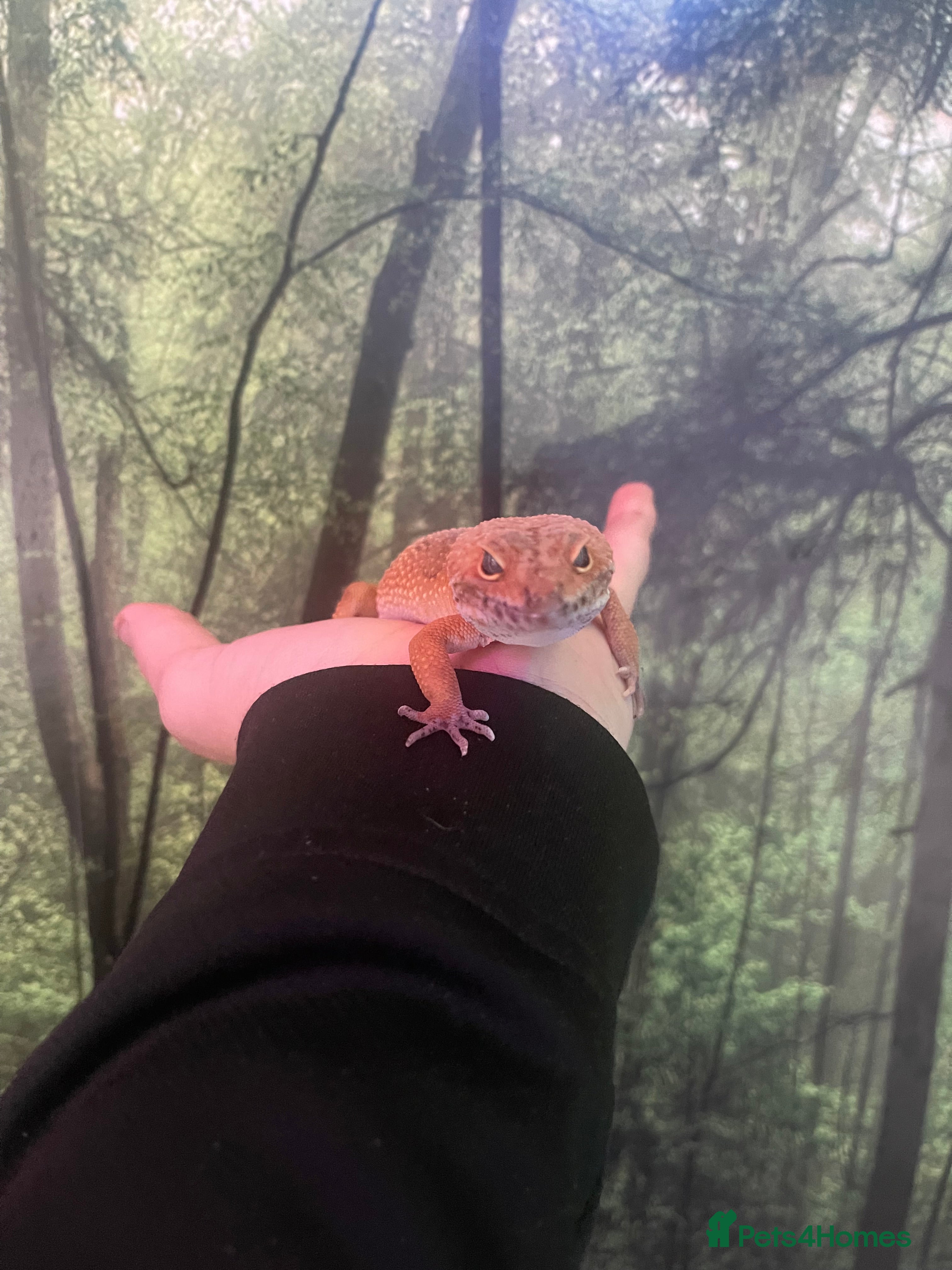 Leopard Gecko reptiles Leopard gecko tangerine hypo collection only  - Advert 1