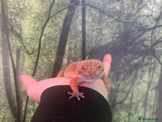 Leopard Gecko reptiles Leopard gecko tangerine hypo collection only - Advert 1